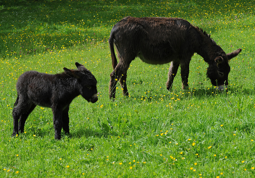 Summer Donkey and Foal, Brockenhurst